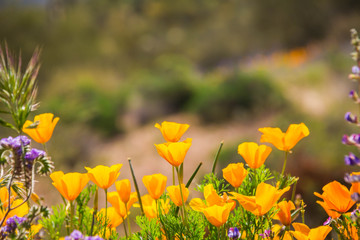A group of California Poppies in full sunlight. The flowers in the foreground are in focus with the background flowers out of focus.
