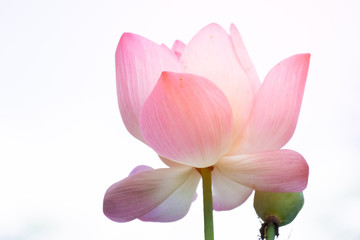 Lotus is a flower that symbolizes happiness and peace of Buddhists.