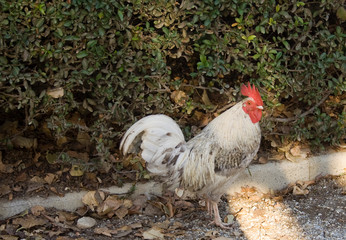 Chicken in the wild