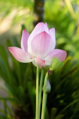 Lotus is a flower that symbolizes happiness and peace of Buddhists.