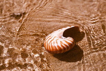 seashell nautilus on sea beach with waves under  sun light