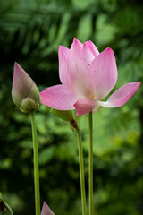 Fototapeta na wymiar Lotus is a flower that symbolizes happiness and peace of Buddhists.