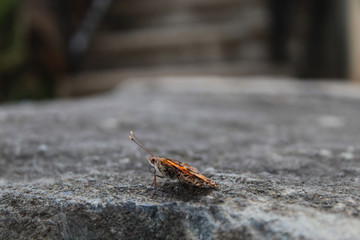 butterfly on leaf