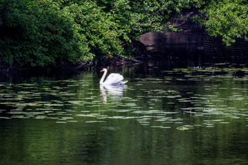lonely white swan swims in a pond on a summer sunny day
