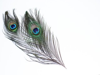 Naklejka premium Clothing and home decoration. Peacock feathers on white background.