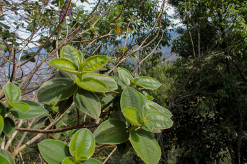 green tree in garden