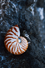 seashell nautilus on sea beach with waves under sunrise sun light