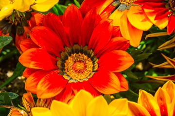 Detail of a large purple flower with vibrant colors centered in the image from the gardens at the base of the North Seoul Tower in South Korea.