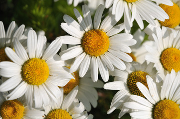 densely standing ox-eye daisies on a meadow