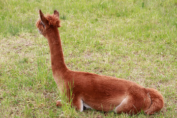 Alpaca, animal, Vicugna pacos, Lübben, Brandenburg, Germany, Europe