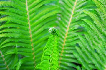 Fototapeta premium Young leaf fern. Close-up. On the background of green.