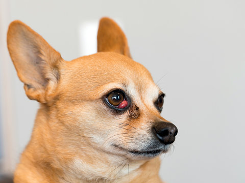 Dog with Cherry Eye - Chiweenie Mixed Breed