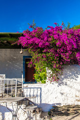 Traditional Aegean style white houses, colorful streets and bougainvillea flowers in Bodrum city of Turkey. White colored architecture in Bodrum town Turkey.
