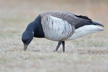 Brent goose (Branta bernicla) foraging at Jones State Park, Long Island New York
