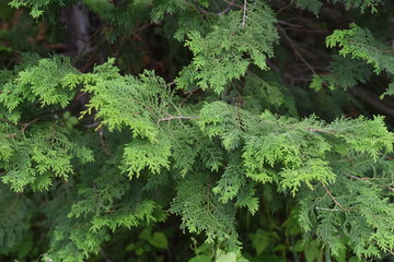 Japanese cypress (Hinoki cypress) boasts the world's highest quality as a durable and frafrant cnstruction material.