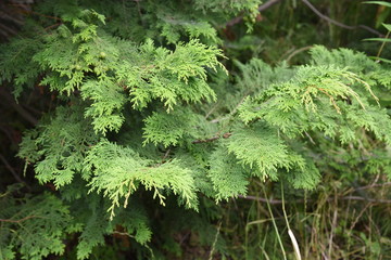 Japanese cypress (Hinoki cypress) boasts the world's highest quality as a durable and frafrant cnstruction material.