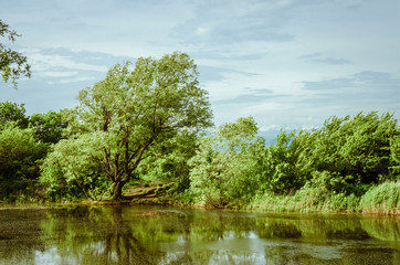 tree on the lake in windy weather. monastery lake beshtau Caucasian mineral waters