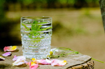 Sprigs of mint with roots in a glass on old wooden background. Copy Space. Growing mint in water at home.