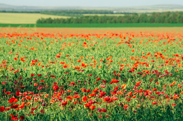 Field of poppies close up