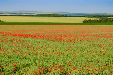Field of poppies close up