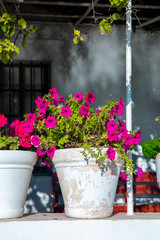 Colorful Petunia flowers in white flower pot in city of Bodrum, Turkey. Aegean style house and garden in Bodrum town Turkey