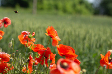 red poppy flowers swaying in the wind against a green field