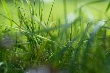 weaving thick green grass, close up, macro