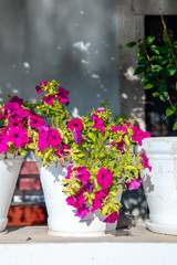 Colorful Petunia flowers in white flower pot in city of Bodrum, Turkey. Aegean style house and garden in Bodrum town Turkey