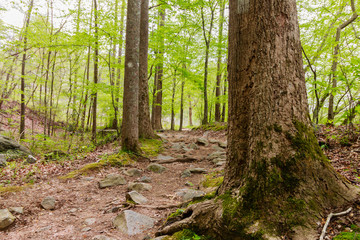 Hiking trail in the woods at spring time.