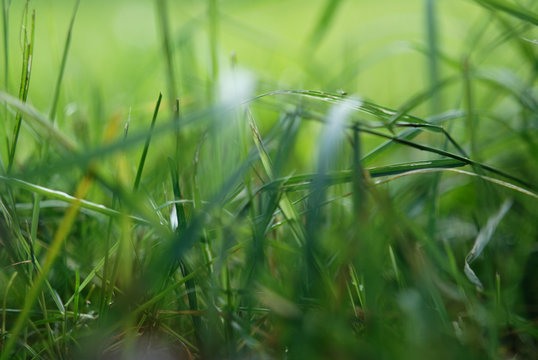 interweaving of thick green grass, close-up, macro