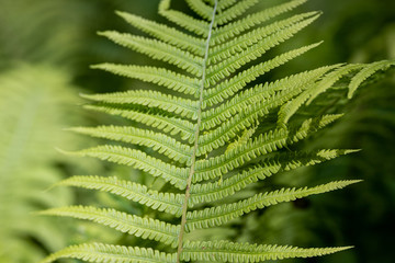 Fototapeta na wymiar Green fern in a park