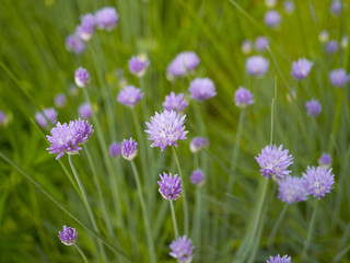 Blooming onion on the background of green grass in the summer afternoon