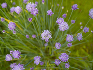 Blooming onion on the background of green grass in the summer afternoon. Top view