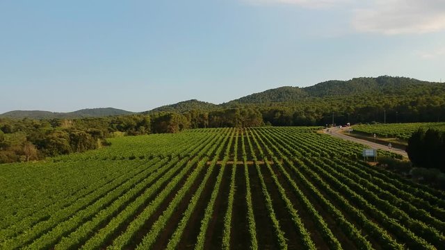 Aerial view of vineyards. Rows of vines on a sunny day. New grape harvest for the production of red wine, top view.