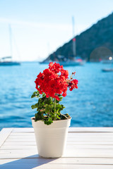 Colorful sardinia or geranium flower and white flower pot in city of Bodrum, Turkey. Aegean sea, sailing boats and flowers in Bodrum town Turkey