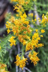 ERICAMERIA COOPERI, commonly Coopers Goldenbush, native of Joshua Tree National Park, near the Skull Rock exhibit, biodiversity will collapse and cause devastation if we do not increase conservation.