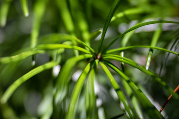 Fototapeta na wymiar Macro view of plants