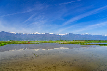 安曇野の水田と北アルプス