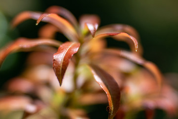 Red leaves of plant in a garden