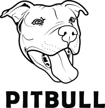 Pit Bull PitBull dog. Only commercial use
