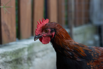 closeup black copper Marans rooster with red crest