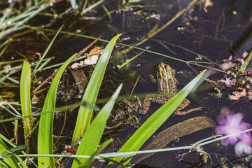 Frog swimming in water