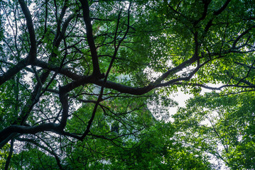 Details of the West Pagoda on the Jiangxin island in Wenzhou in China  - 4