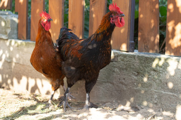 Beautiful colorful black copper Marans roosters in the chicken coop. Adult beautiful rooster with colored feathers walking on the ground in a henhouse.