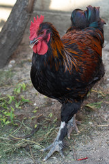Beautiful colorful black copper Marans roosters in the chicken coop. Adult beautiful rooster with colored feathers walking on the ground in a henhouse.