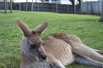 kangaroo in the grass