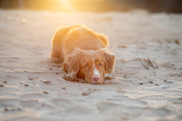 toller dog on the sand sunset. Nova Scotia Duck Tolling Retriever in nature. pet travel