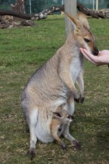 kangaroo with joey