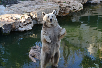 Fototapeta premium A brown bear stands on a gray stone and looks at us attentively.