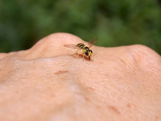 Small wasp on hand man
